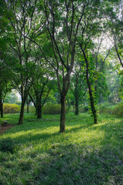 istock Green trees in the botanical garden 1183271532