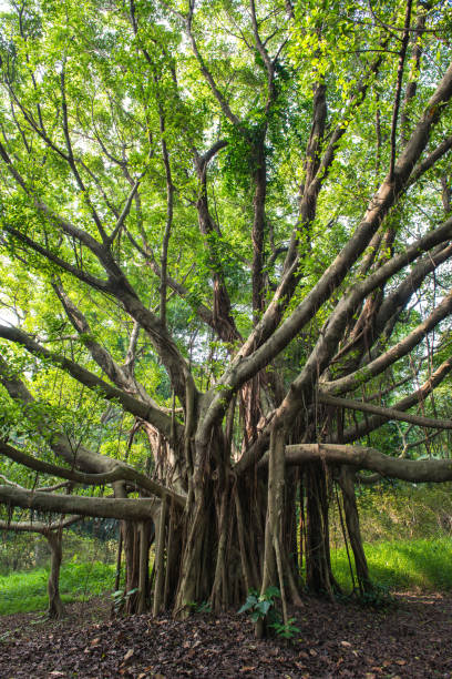 istock Green trees in the botanical garden 1183271539