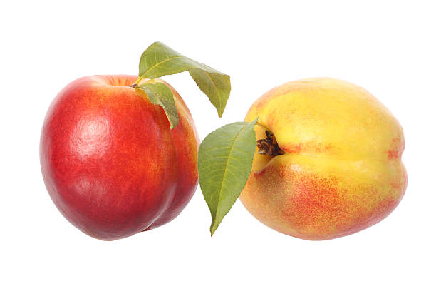 Dois frutas com folhas de nectarina - fotografia de stock