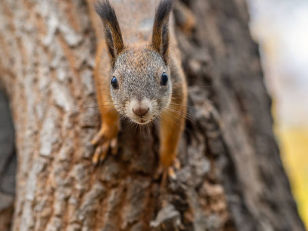 istock Portrait of a squirrel on a tree trunk 1183274382