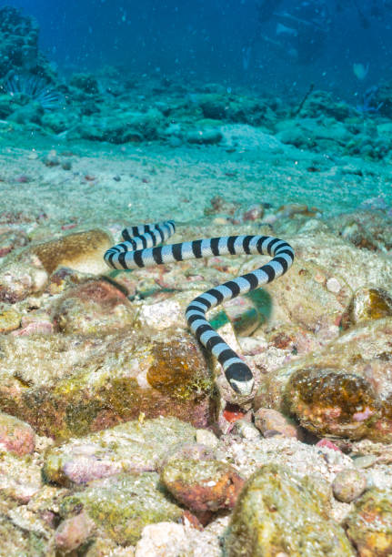 istock Banded Sea Snake Krait (Laticauda colubrina) on underwater coral reef 1183276799