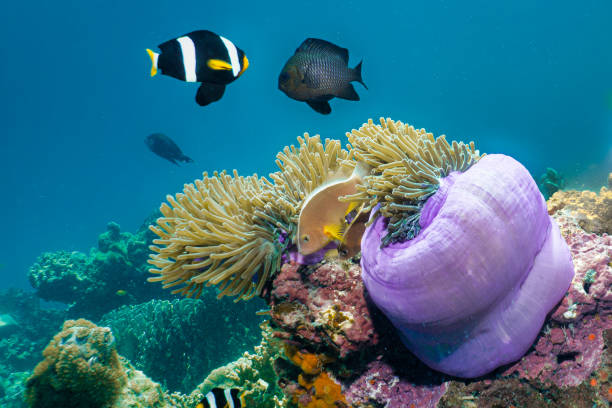 充滿活力的水下珊瑚礁海葵魚小丑魚在海葵 - 銀線小丑魚 個照片及圖片檔