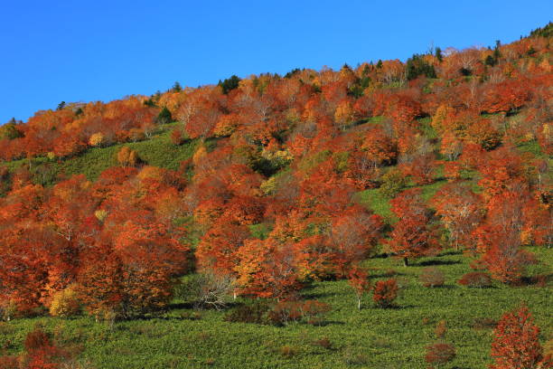 istock Hachimantai of colored leaves 1183279504