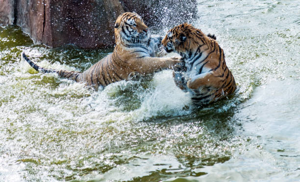 Two tigers fighting in the lake