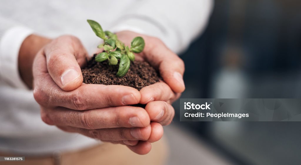 Small efforts lead to big success Cropped shot of a businessman holding a plant growing out of soil Zero Waste Stock Photo
