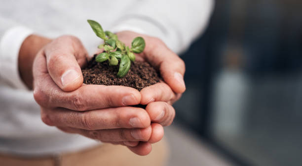 небольшие усилия приводят к большому успеху - plant improvement aspirations growth стоковые фото и изображения