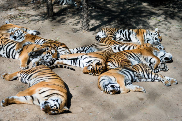 A tiger taking a nap in the dirt