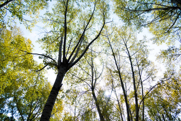 istock Looking up the birch trees in autumn 1183282511
