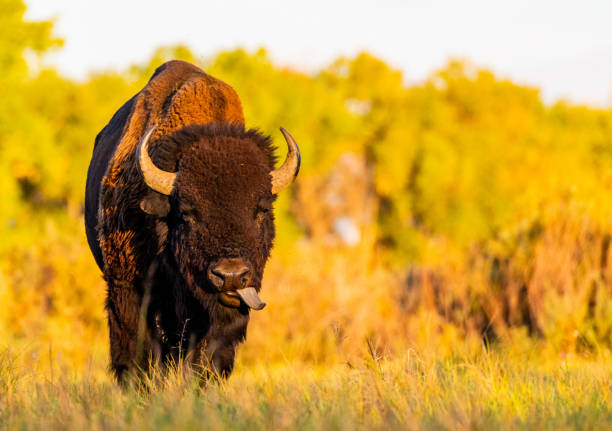 Bison at the Rocky Mountain Arsenal National Wildlife Refuge