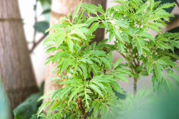 istock Polyscias fruticosa harms, tropical plant 1183285609