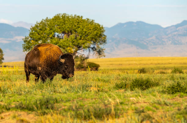 istock Bison on the Plains of Colorado 1183286336