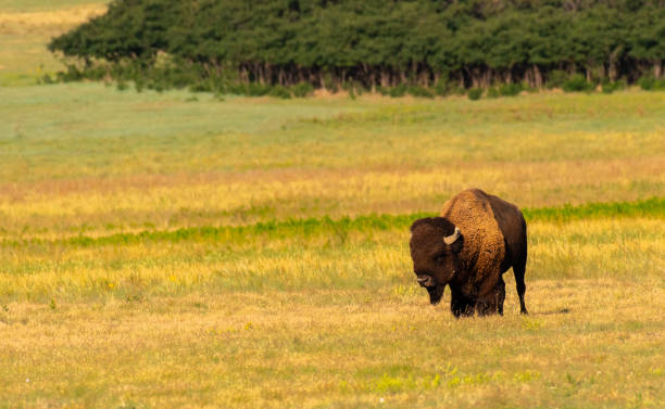 istock Bison on the Plains of Colorado 1183286362