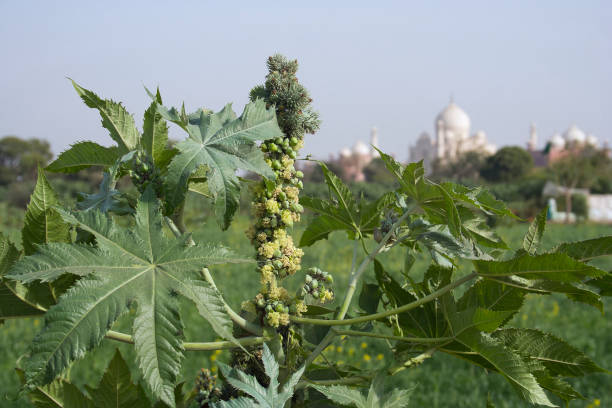 itmad-ud-daulah / baby taj, agra, inde. - ricinus communis zanzibarensis photos et images de collection