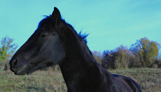 istock Black horse in Alberta prairies 1183289412