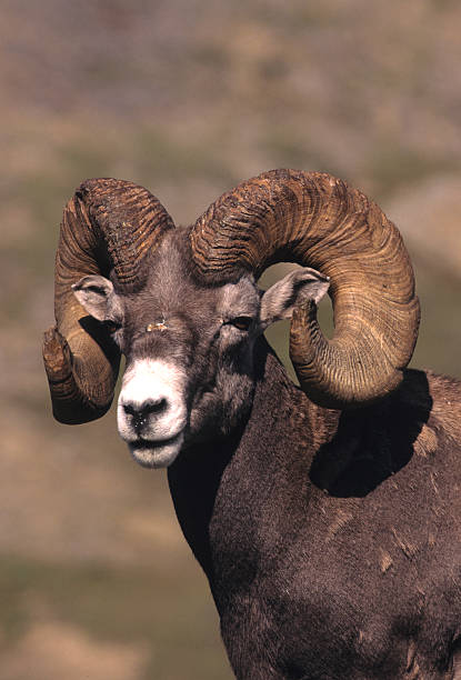 istock Bighorn Sheep Ram Portrait 118329272