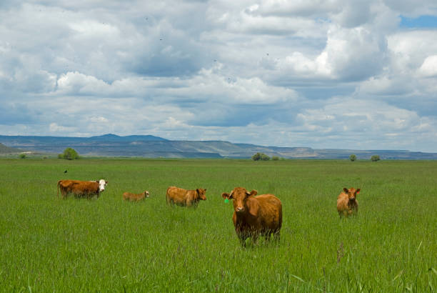 Five cows. stock photo