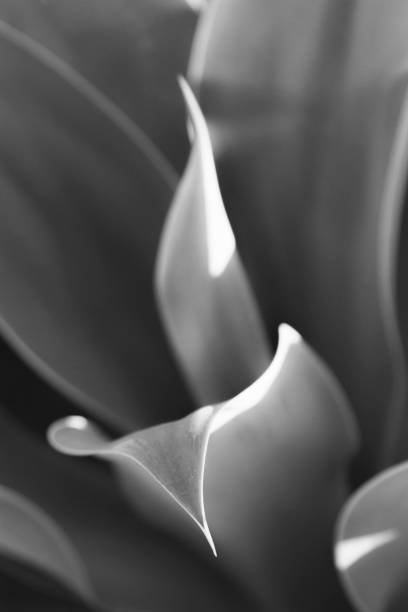 istock Black and white plant in natural light 1183294393