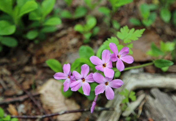 istock Pink phlox flowers 1183295133