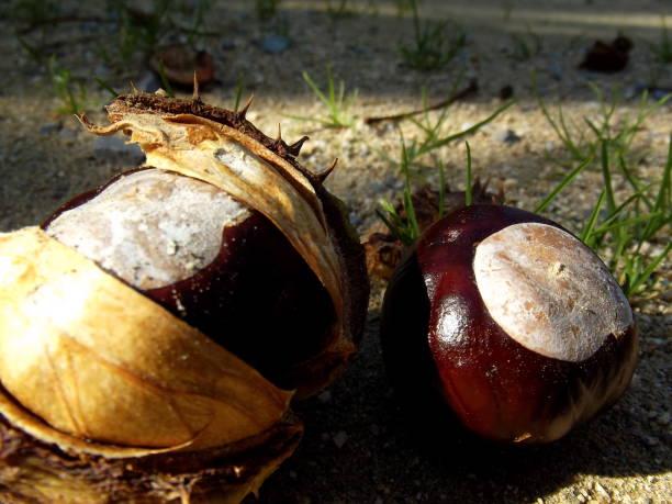 istock Chestnuts from close in the autumn 1183295255