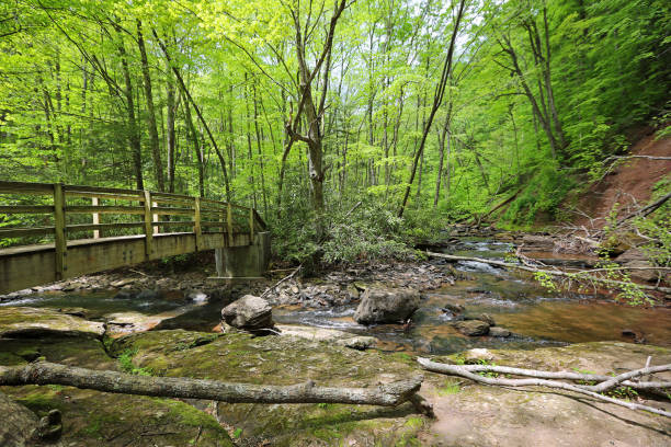 istock Romantic trail and Hills Creek 1183295384