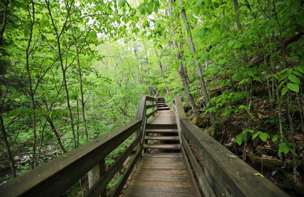 istock Wooden boardwalk in the forest 1183295392