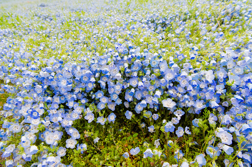 Blue Wildflowers against Green Defocused Background