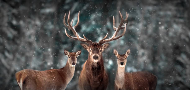 noble familia de ciervos en el bosque de nieve de invierno. paisaje navideño de invierno artístico. país de las maravillas de invierno. - deer portrait fotografías e imágenes de stock