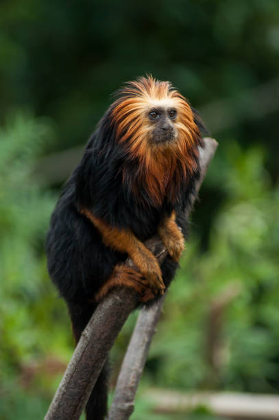 tamarin mit goldenem kopf auf ast stehend - tamarin neuweltaffen und hundsaffen stock-fotos und bilder