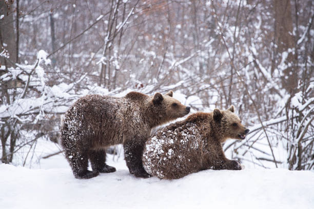 istock Brown bear in winter 1183299292