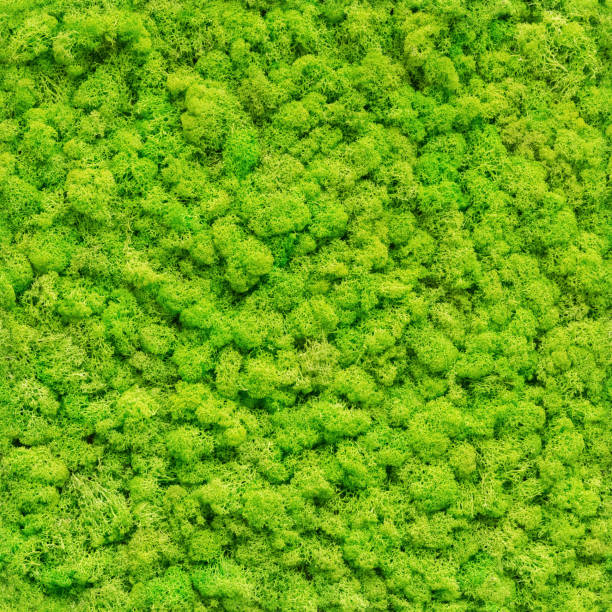 istock seamless close up green moss texture 1183299455
