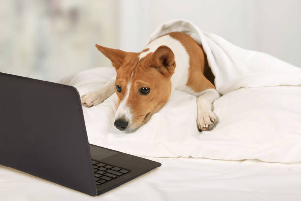 istock Basenji dog  lying on the bed and watching laptop 1183300544