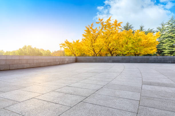 plancher vide et arbre jaune de ginkgo dans le stationnement de nature - vibrant color outdoors tree autumn photos et images de collection