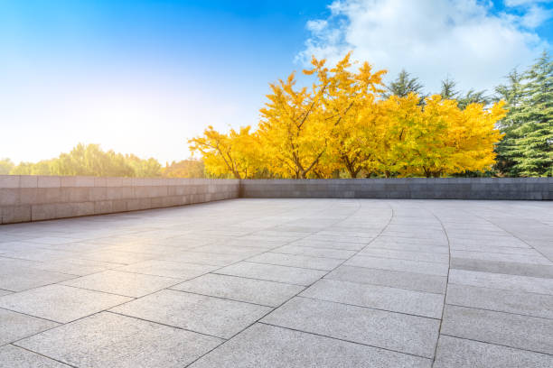 Empty floor and yellow ginkgo tree in nature park