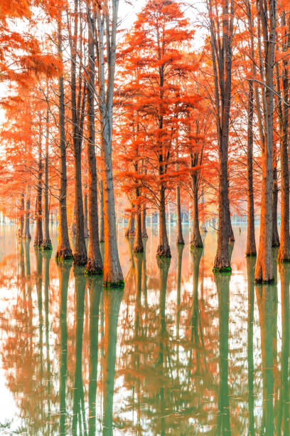 Beautiful colorful forest and water reflection in nature park,autumn landscape.