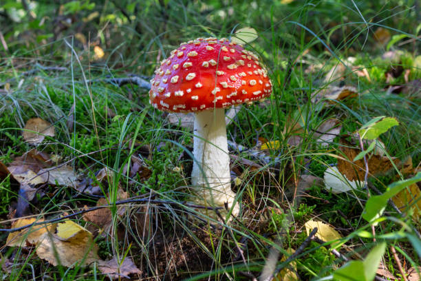 istock Forest close up of a Fly Agaric 1183301499