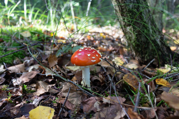istock Tiny Amanita muscaria in the forest 1183301516