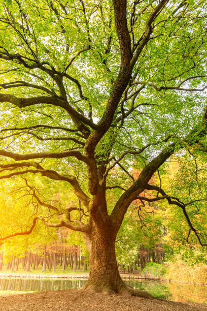 istock Green tree in a quiet nature park 1183301589