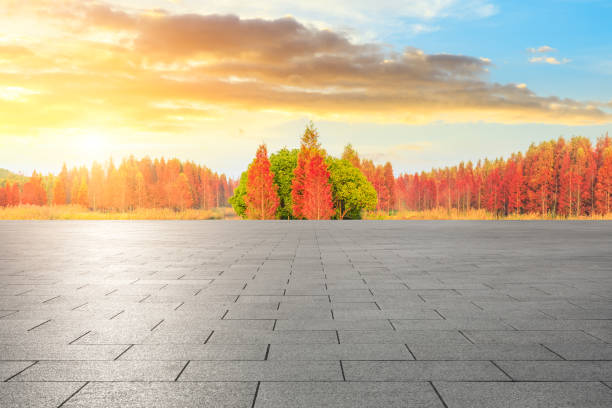 Empty floor and beautiful colorful forest in autumn season stock photo