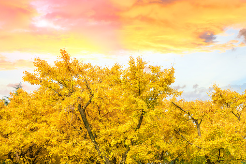 Beautiful yellow ginkgo tree in nature park,autumn landscape.