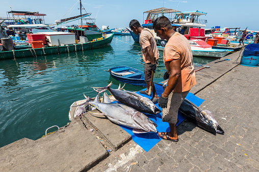 Male, Maldives - November 17, 2017: Area of fresh fish market in Male, Maldives. A fishermen on a rowboats full of huge freshly caught tuna delivering fish from the ship to the market in the capital city.