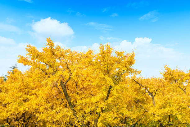 Beautiful yellow ginkgo tree in nature park,autumn landscape.