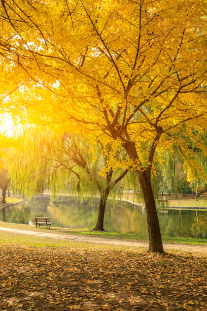 piękne żółte drzewo ginkgo jesienią - ginkgo ginkgo tree leaf water zdjęcia i obrazy z banku zdjęć
