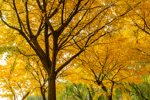 Beautiful yellow ginkgo tree in nature park,autumn landscape.