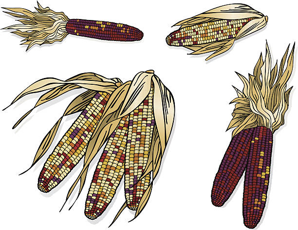 ilustrações, clipart, desenhos animados e ícones de milho indiano - indian corn