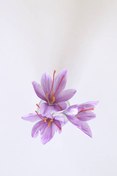 crocus sativus, allmänt känd som saffran crocus på en vit bakgrund. det är bland världens mest kostsamma kryddor i vikt. - carpel bildbanksfoton och bilder