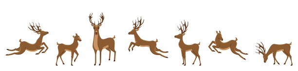 고립 된 사슴 의 집합입니다. 시카 사슴, 순록, 수사슴, 사슴, 사슴, 사슴 - stag deer doe cartoon stock illustrations