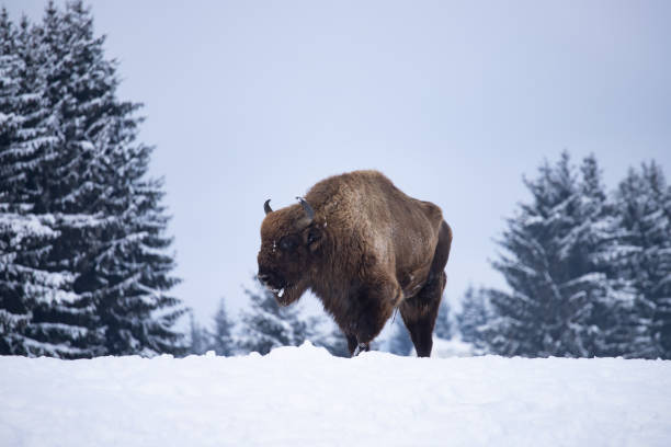 istock European bison in winter 1183310700