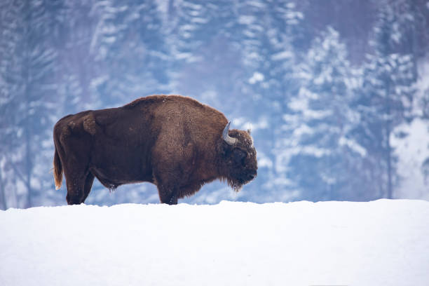 istock European bison in winter 1183310976