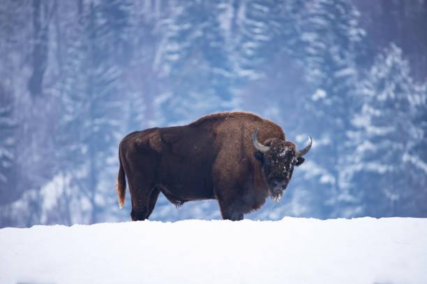 istock European bison in winter 1183311021