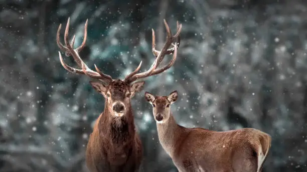 Photo of Noble deer family in winter snow forest. Artistic winter christmas landscape. Winter wonderland.